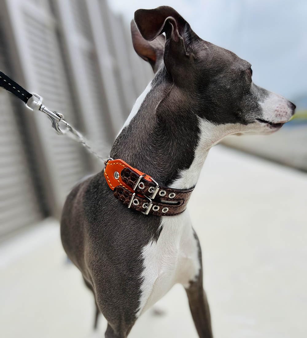 イタグレサンプル Amazon | 犬服工房 ポロシャツ イタリアングレーハウンド向け